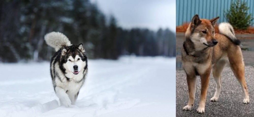 Shikoku vs Siberian Husky - Breed Comparison