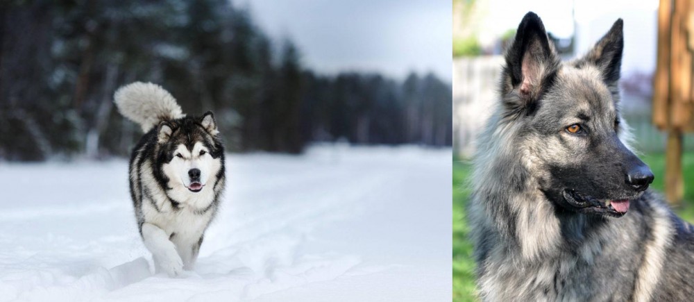 Shiloh Shepherd vs Siberian Husky - Breed Comparison