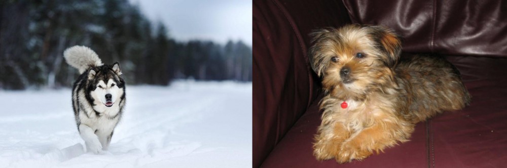 Shorkie vs Siberian Husky - Breed Comparison