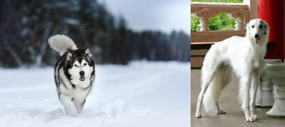 Silken Windhound vs Siberian Husky - Breed Comparison