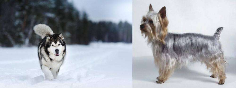 Silky Terrier vs Siberian Husky - Breed Comparison