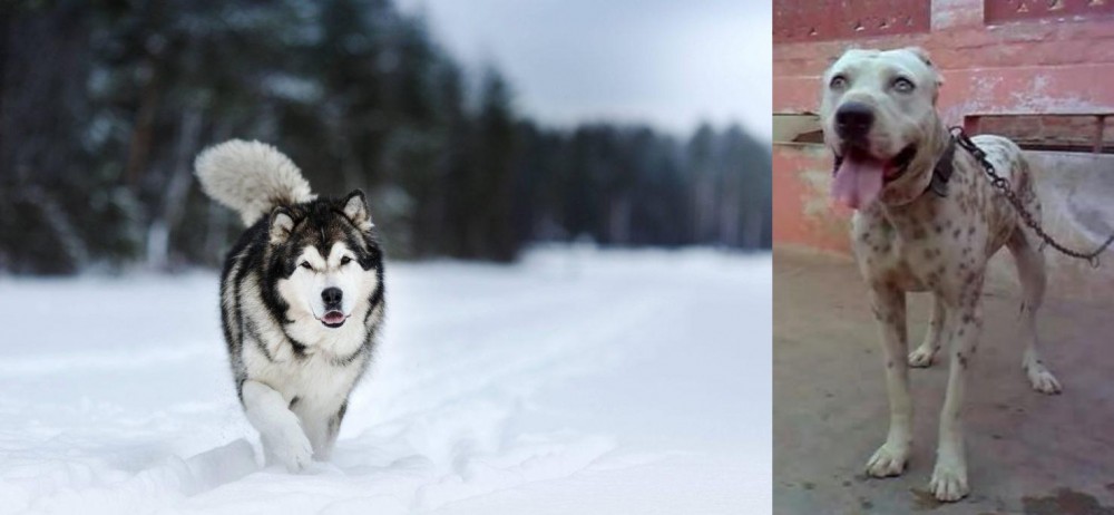 Sindh Mastiff vs Siberian Husky - Breed Comparison