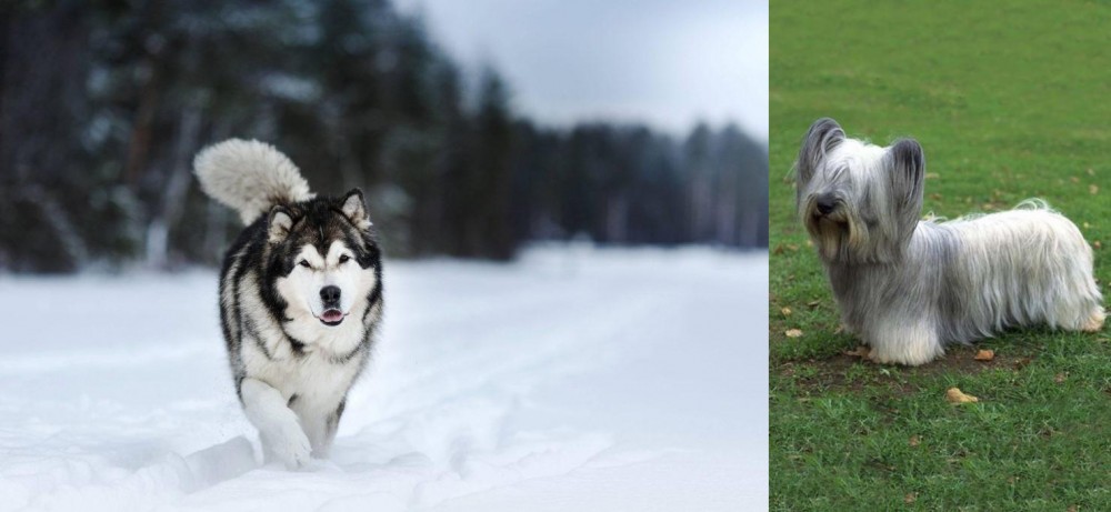 Skye Terrier vs Siberian Husky - Breed Comparison