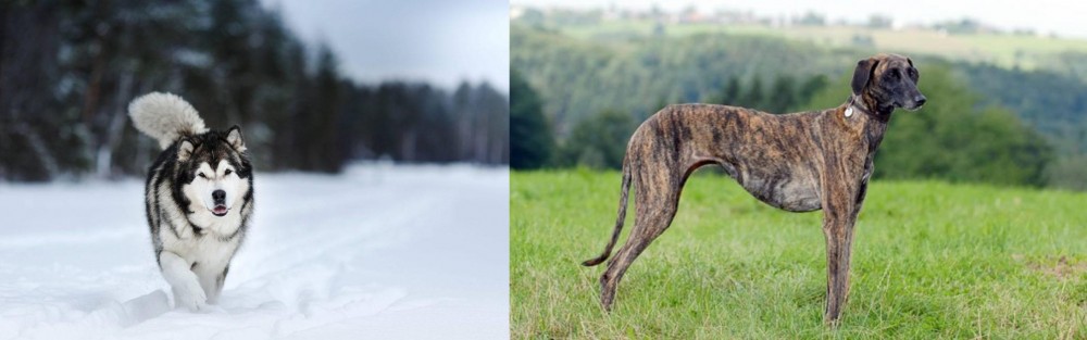 Sloughi vs Siberian Husky - Breed Comparison