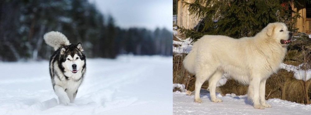 Slovak Cuvac vs Siberian Husky - Breed Comparison