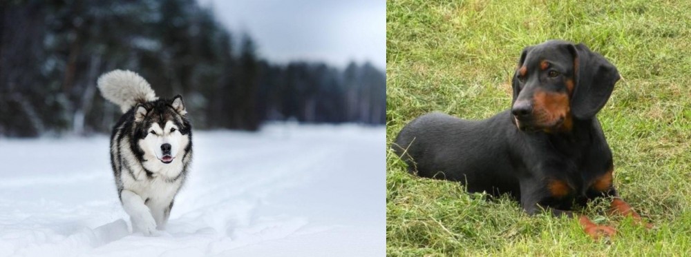 Slovakian Hound vs Siberian Husky - Breed Comparison