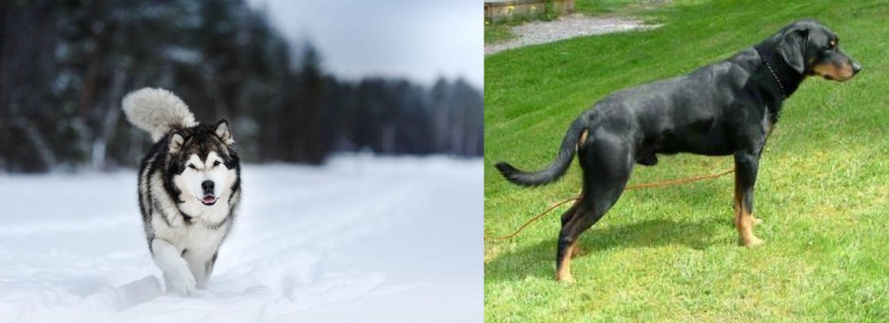 Smalandsstovare vs Siberian Husky - Breed Comparison