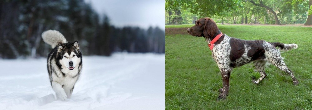 Small Munsterlander vs Siberian Husky - Breed Comparison