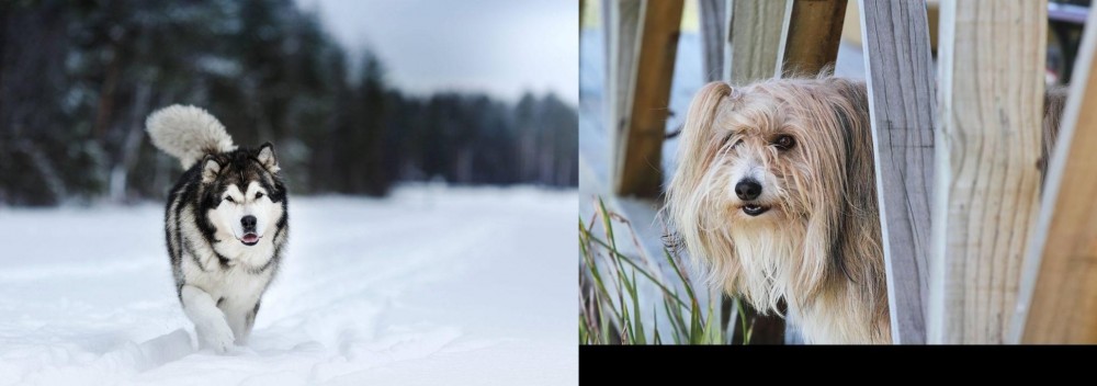 Smithfield vs Siberian Husky - Breed Comparison