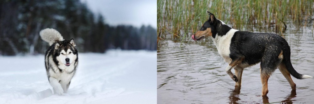 Smooth Collie vs Siberian Husky - Breed Comparison