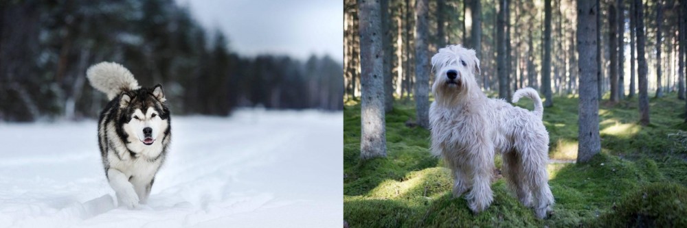 Soft-Coated Wheaten Terrier vs Siberian Husky - Breed Comparison