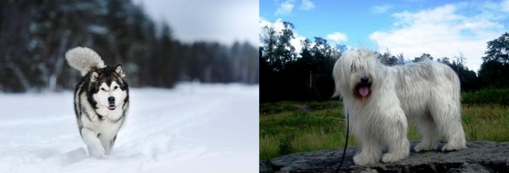South Russian Ovcharka vs Siberian Husky - Breed Comparison