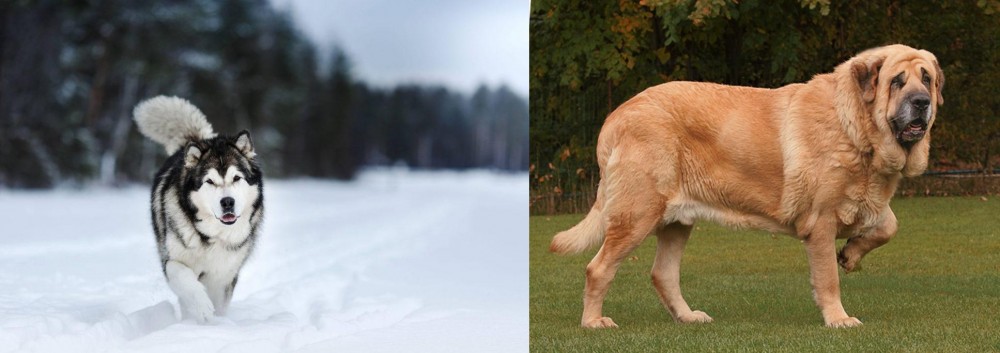 Spanish Mastiff vs Siberian Husky - Breed Comparison