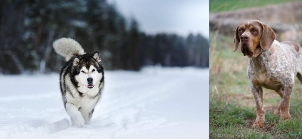 Spanish Pointer vs Siberian Husky - Breed Comparison