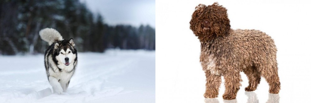 Spanish Water Dog vs Siberian Husky - Breed Comparison