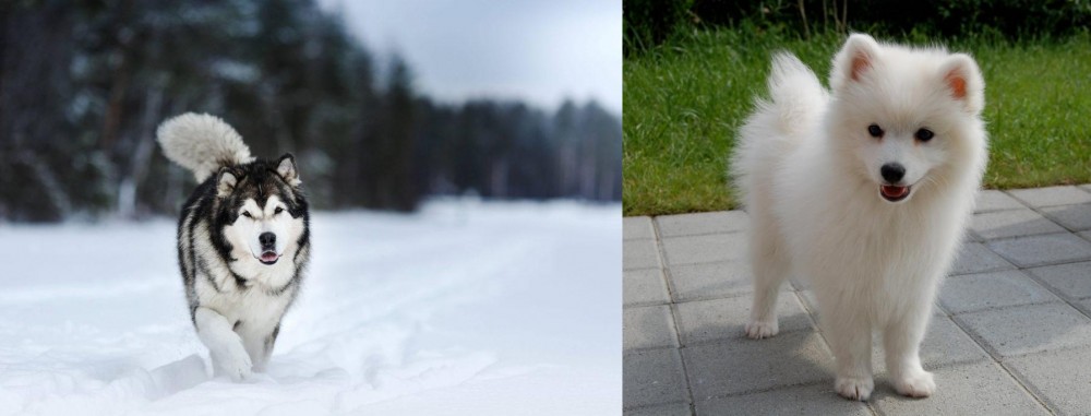 Spitz vs Siberian Husky - Breed Comparison