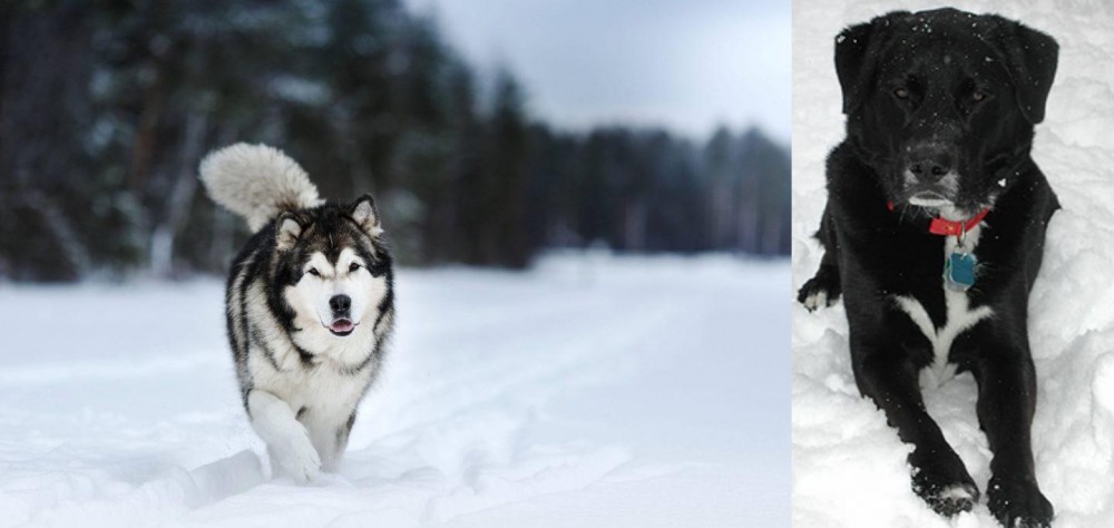 St. John's Water Dog vs Siberian Husky - Breed Comparison