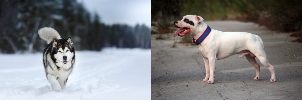 Staffordshire Bull Terrier vs Siberian Husky - Breed Comparison