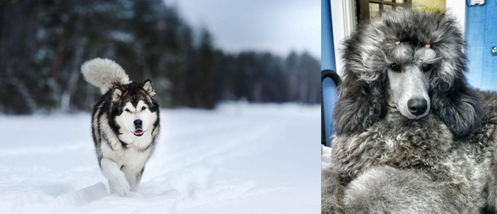Standard Poodle vs Siberian Husky - Breed Comparison