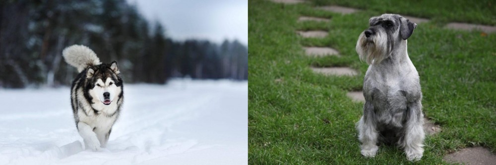 Standard Schnauzer vs Siberian Husky - Breed Comparison