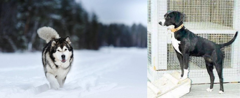 Stephens Stock vs Siberian Husky - Breed Comparison