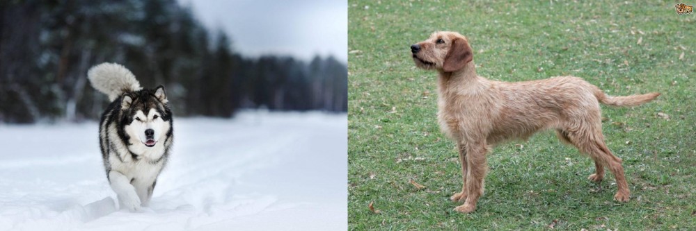 Styrian Coarse Haired Hound vs Siberian Husky - Breed Comparison