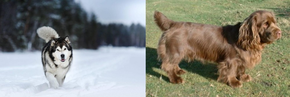 Sussex Spaniel vs Siberian Husky - Breed Comparison