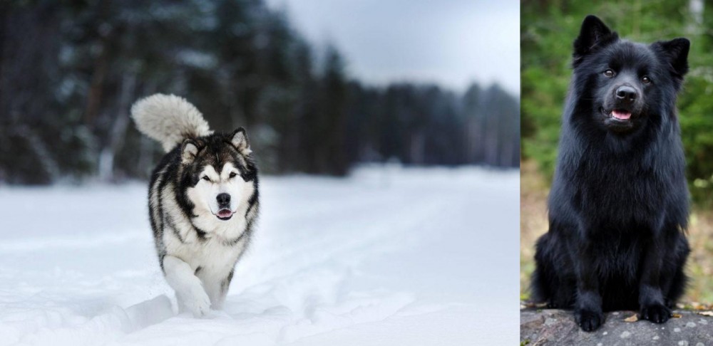 Swedish Lapphund vs Siberian Husky - Breed Comparison
