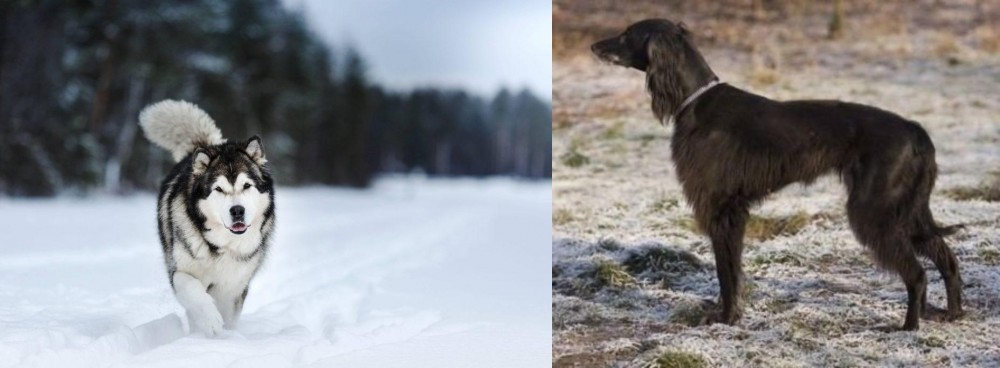Taigan vs Siberian Husky - Breed Comparison