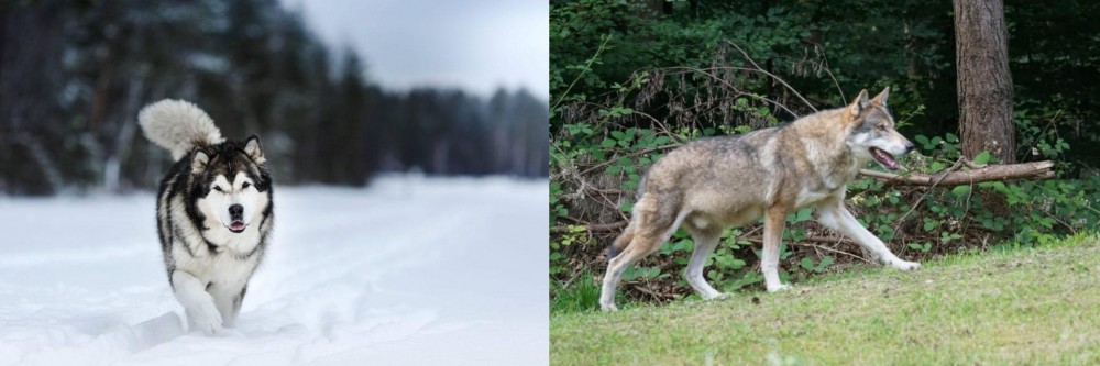 Tamaskan vs Siberian Husky - Breed Comparison