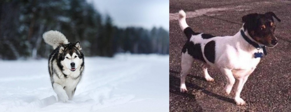 Teddy Roosevelt Terrier vs Siberian Husky - Breed Comparison