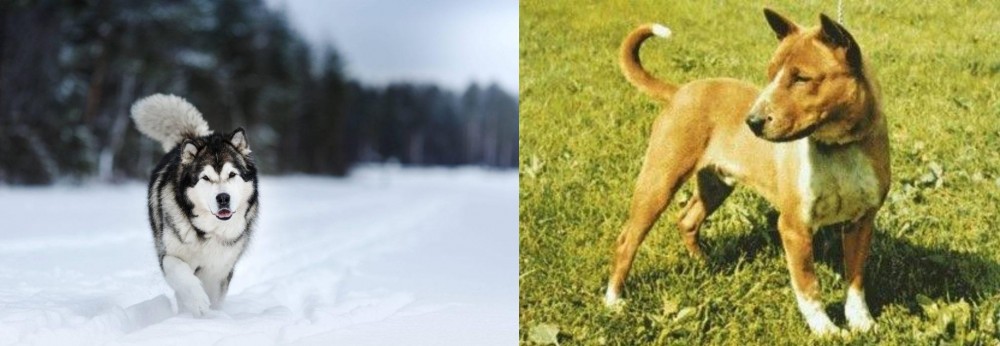Telomian vs Siberian Husky - Breed Comparison