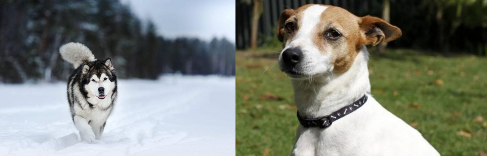 Tenterfield Terrier vs Siberian Husky - Breed Comparison