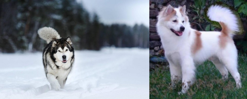 Thai Bangkaew vs Siberian Husky - Breed Comparison