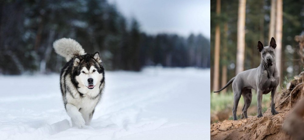 Thai Ridgeback vs Siberian Husky - Breed Comparison