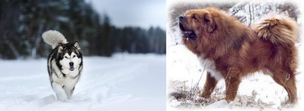 Tibetan Kyi Apso vs Siberian Husky - Breed Comparison
