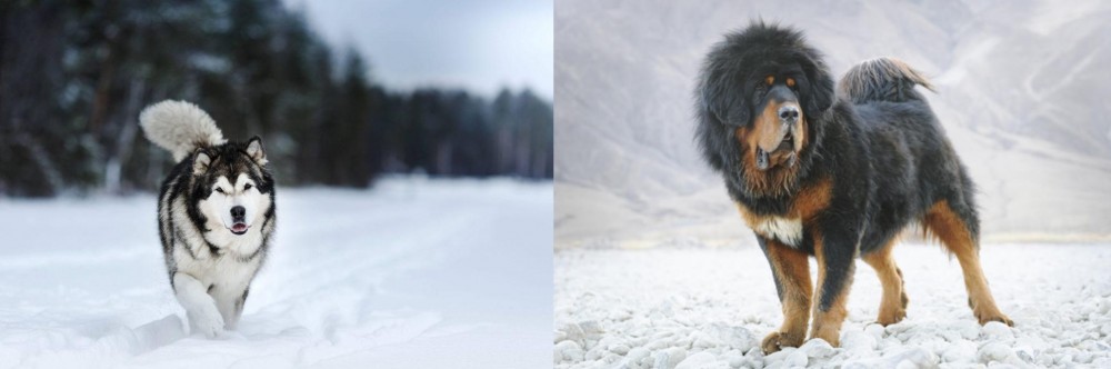 Tibetan Mastiff vs Siberian Husky - Breed Comparison