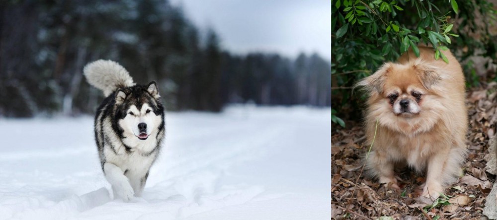 Tibetan Spaniel vs Siberian Husky - Breed Comparison