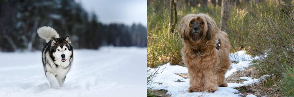 Tibetan Terrier vs Siberian Husky - Breed Comparison