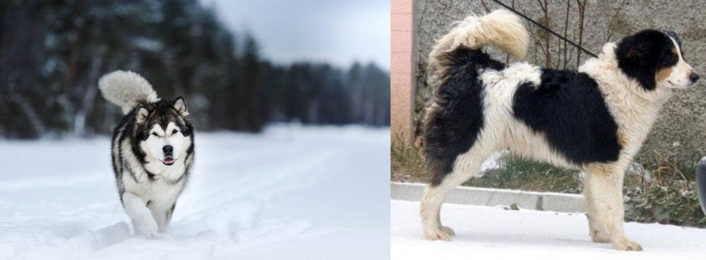 Tornjak vs Siberian Husky - Breed Comparison