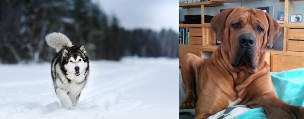 Tosa vs Siberian Husky - Breed Comparison