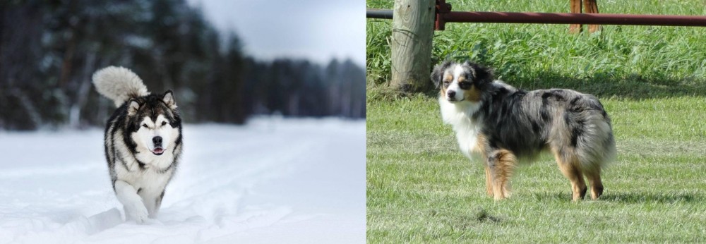 Toy Australian Shepherd vs Siberian Husky - Breed Comparison