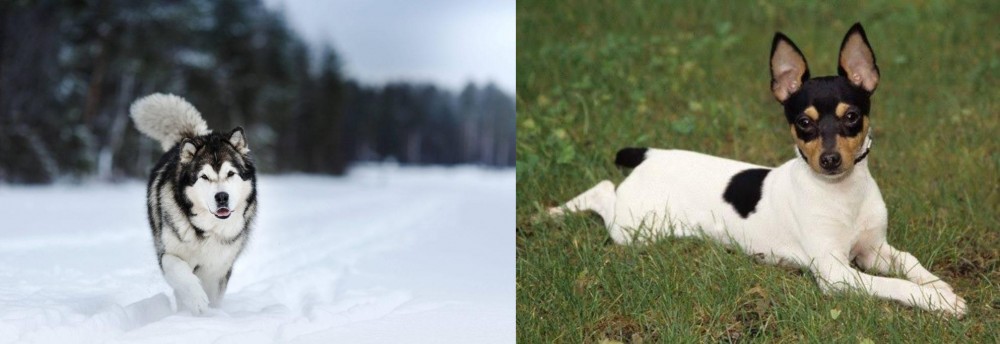 Toy Fox Terrier vs Siberian Husky - Breed Comparison