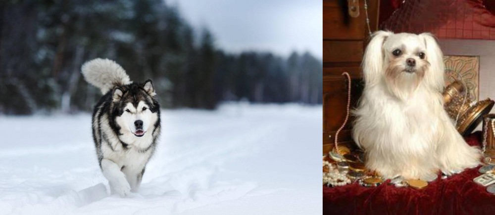 Toy Mi-Ki vs Siberian Husky - Breed Comparison