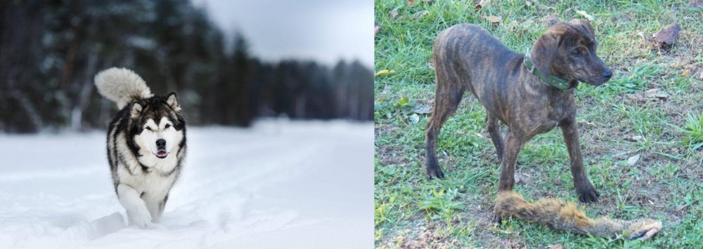Treeing Cur vs Siberian Husky - Breed Comparison
