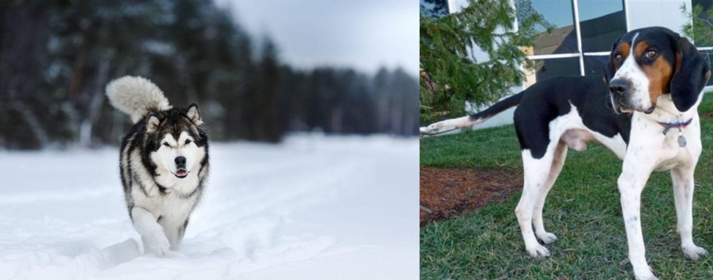 Treeing Walker Coonhound vs Siberian Husky - Breed Comparison