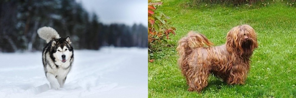 Tsvetnaya Bolonka vs Siberian Husky - Breed Comparison