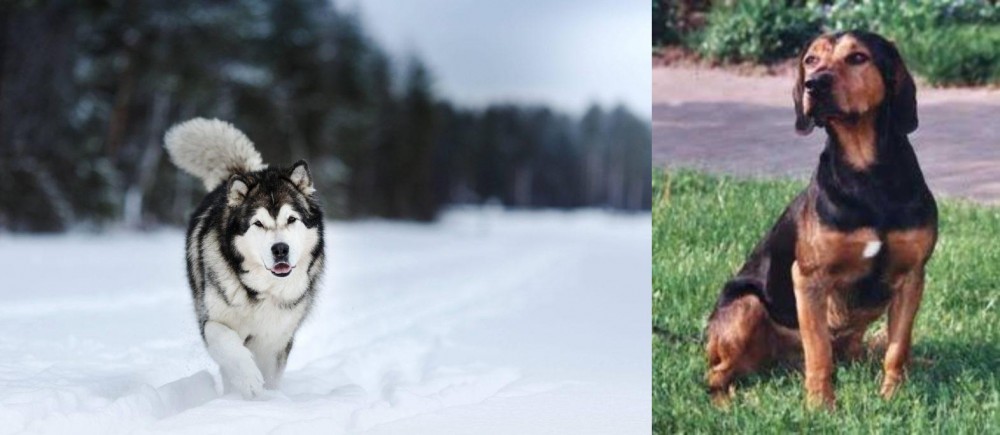 Tyrolean Hound vs Siberian Husky - Breed Comparison