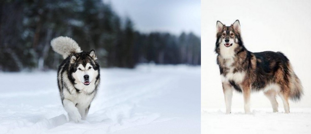 Utonagan vs Siberian Husky - Breed Comparison