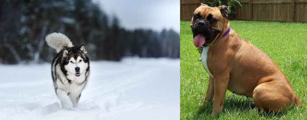 Valley Bulldog vs Siberian Husky - Breed Comparison